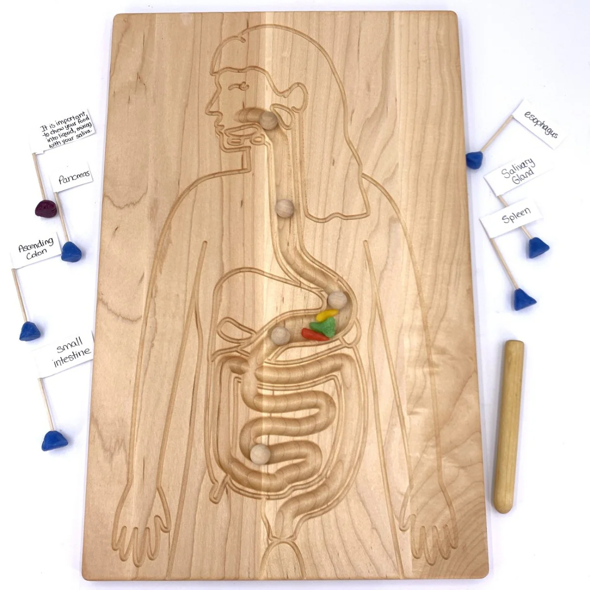From Jennifer Reversible Circulatory and Digestive Board - Image 6